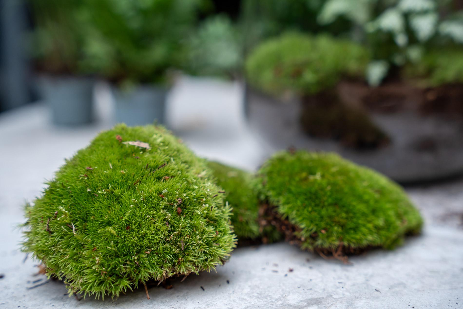 Planten terrarium navulling & startpakket - Calathea Makoyana - Package 2