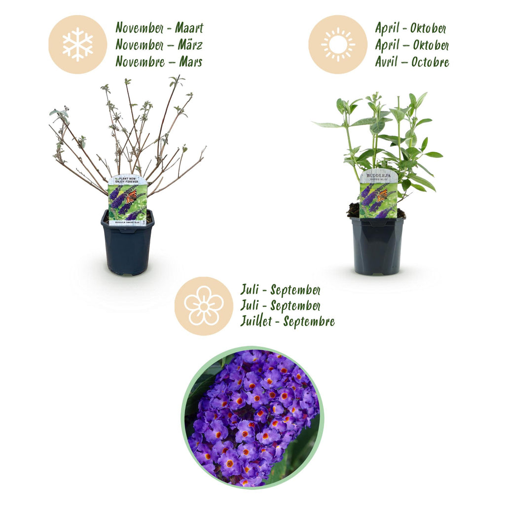 Tuinplant - 3x Buddleja davidii Empire Blue - Vlinderstruik - Winterhard - Blauw - 3 Planten - Pot 17cm - Hoogte 45cm