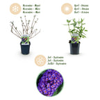 Tuinplant - 3x Buddleja davidii Empire Blue - Vlinderstruik - Winterhard - Blauw - 3 Planten - Pot 17cm - Hoogte 45cm