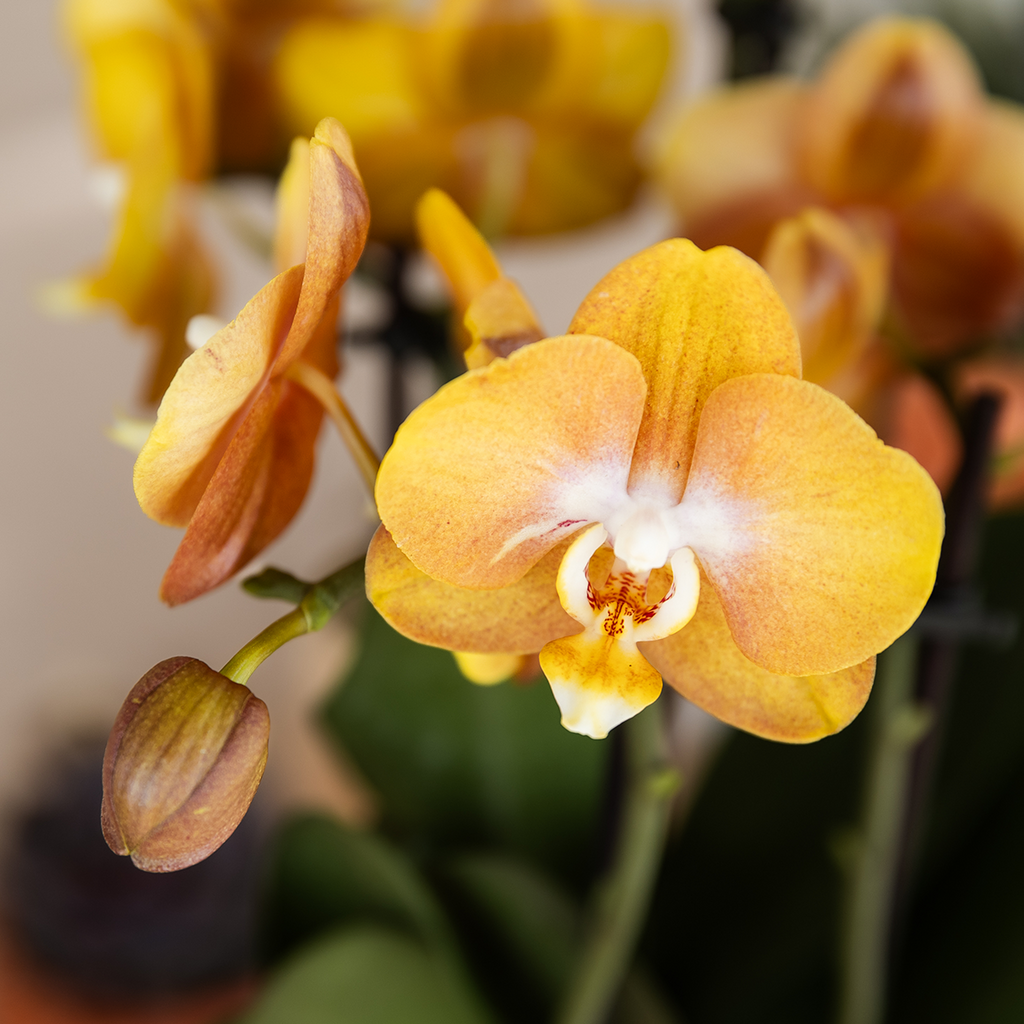 Las Vegas orchidee oranje/geel + Poppy Peach sierpot – potmaat Ø12cm | bloeiende kamerplant – vers van de kweker