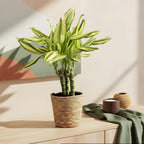 Dracaena fragrans Diamond Dream - Drakenbloedboom - Weinig onderhoud - met mand - Groen - 1 Plant - Pot 17cm - Hoogte 50-55cm