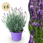 Tuinplant - 6 Lavandula angustifolia Munstead - Lavendel - Winterhard - Paars - 6 Planten - Pot 12cm - Hoogte 15-25cm