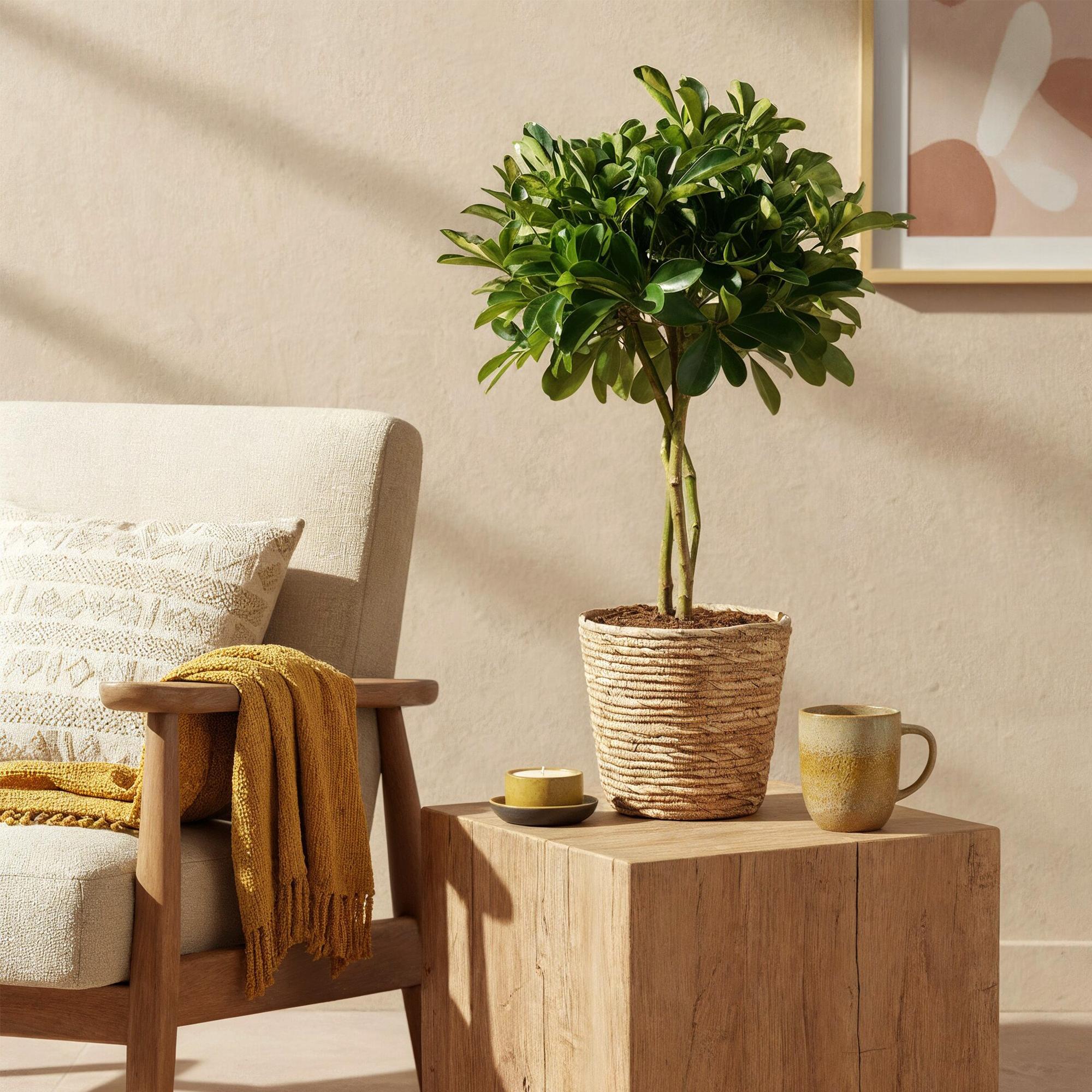 Schefflera Gold Capelle - Vingerboom - Weinig onderhoud - met mand - Groen - goud - 1 Plant - Pot 21cm - Hoogte 70-81cm