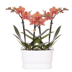 Orchideeënset Diabolo Twin White | twee oranje Bolzano orchideeën Ø9cm