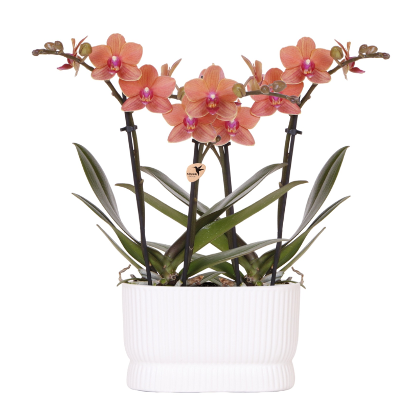 Orchideeënset Diabolo Twin White | twee oranje Bolzano orchideeën Ø9cm