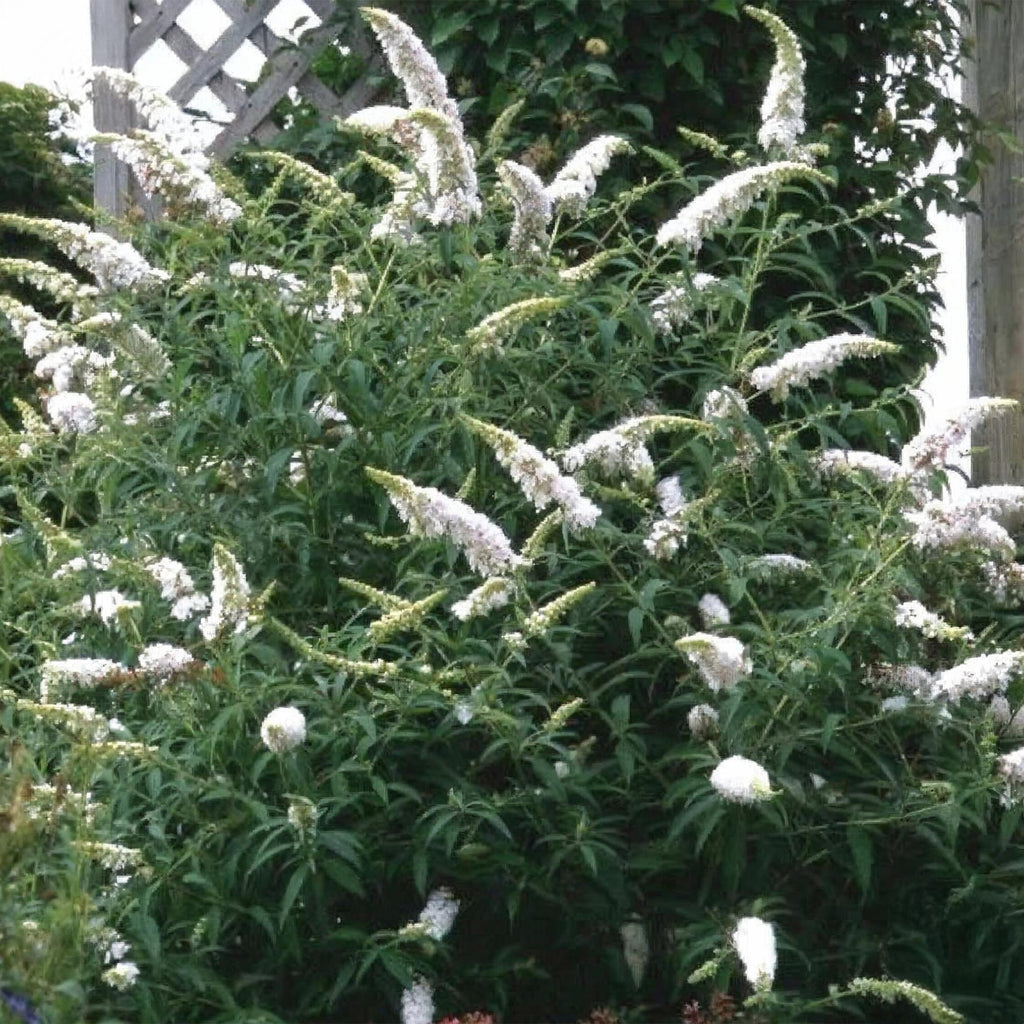 Tuinplant - 3x Buddleja davidii White Profusion - Vlinderstruik - Winterhard - Wit - 3 Planten - Pot 17cm - Hoogte 45cm
