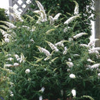 Tuinplant - 3x Buddleja davidii White Profusion - Vlinderstruik - Winterhard - Wit - 3 Planten - Pot 17cm - Hoogte 45cm