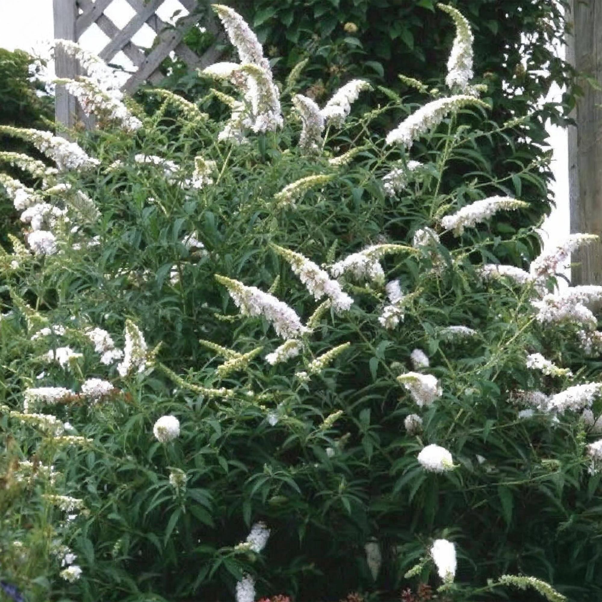 Tuinplant - 3x Buddleja davidii White Profusion - Vlinderstruik - Winterhard - Wit - 3 Planten - Pot 17cm - Hoogte 45cm