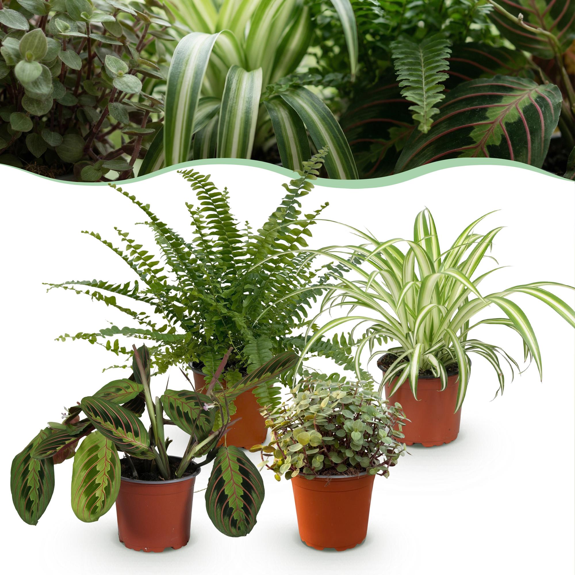 Kamerplant mix van 4  - Chlorophytum - Maranta - Calissia - Nephrolepsis - Huisdiervriendelijke Planten - Groen - 4 Planten - Pot 12cm - Hoogte 25cm