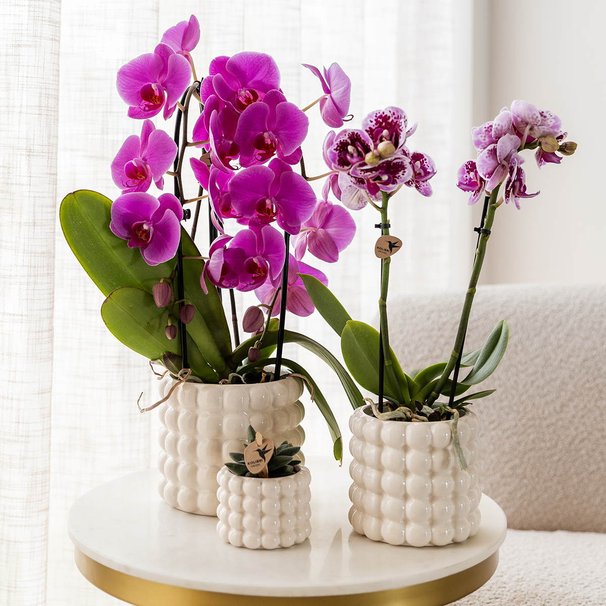 Paarse phalaenopsis orchidee potmaat Ø12cm | Freeride | bloeiende kamerplant - vers van de kweker