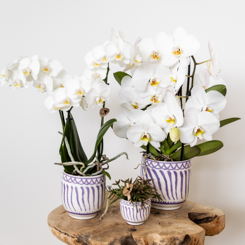 witte Phalaenopsis orchidee potmaat Ø9cm | Amabilis | bloeiende kamerplant - vers van de kweker