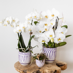 witte Phalaenopsis orchidee potmaat Ø9cm | Amabilis | bloeiende kamerplant - vers van de kweker