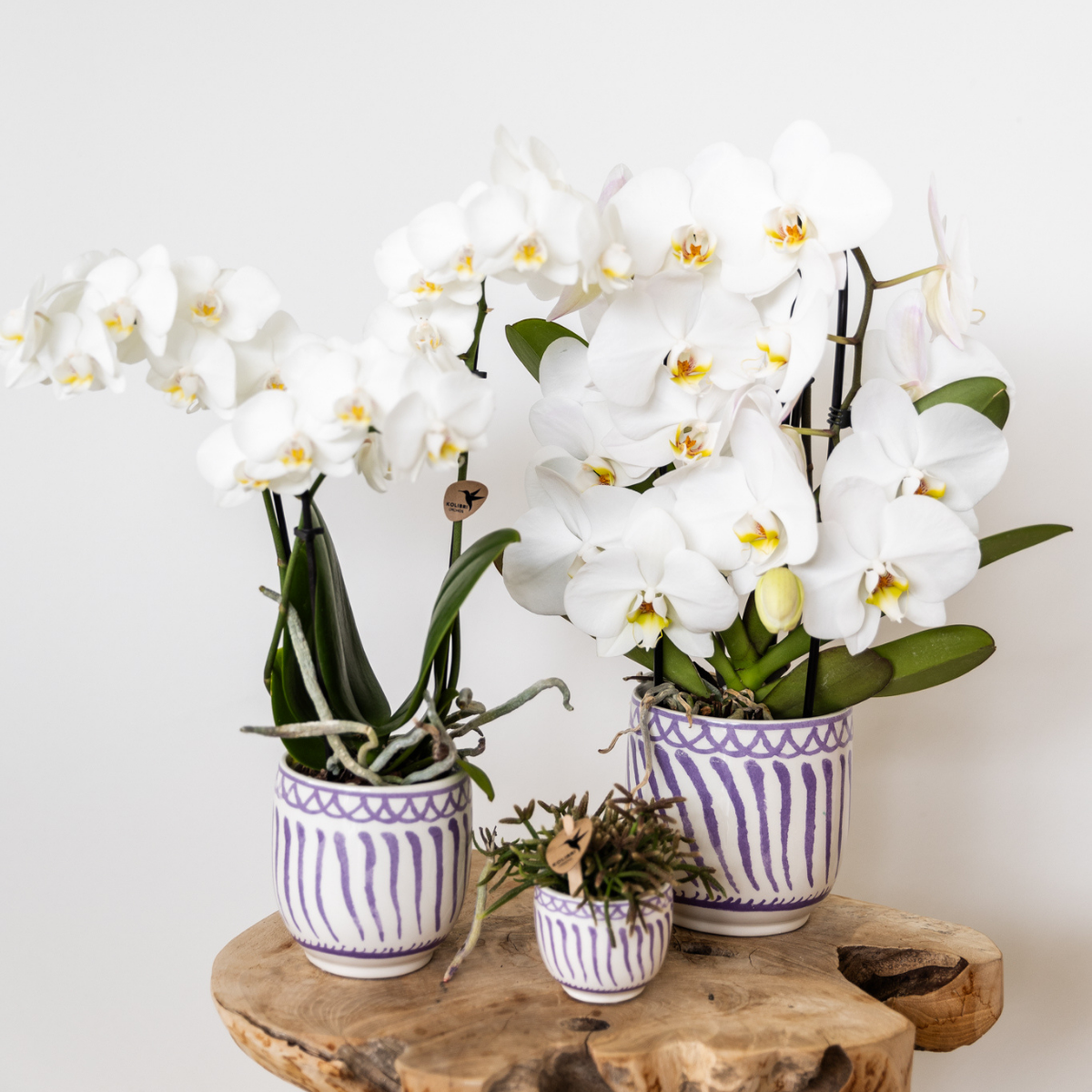 witte Phalaenopsis orchidee potmaat Ø9cm | Amabilis | bloeiende kamerplant - vers van de kweker