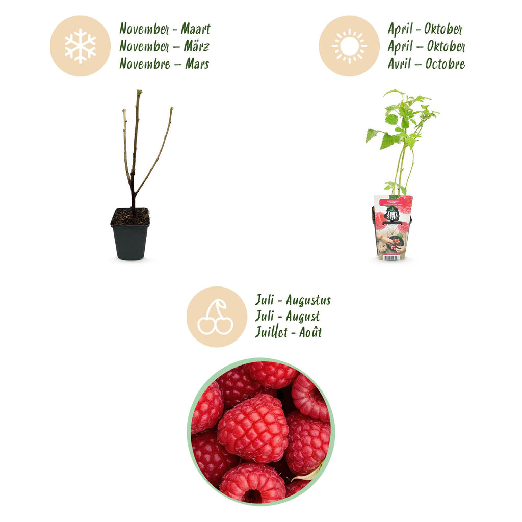Fruitplanten - Framboos - Rubus idaeus Ottawa - Winterhard - 3 Planten - Pot 9 cm - Rode Framboos