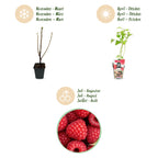 Fruitplanten - Framboos - Rubus idaeus Ottawa - Winterhard - 3 Planten - Pot 9 cm - Rode Framboos