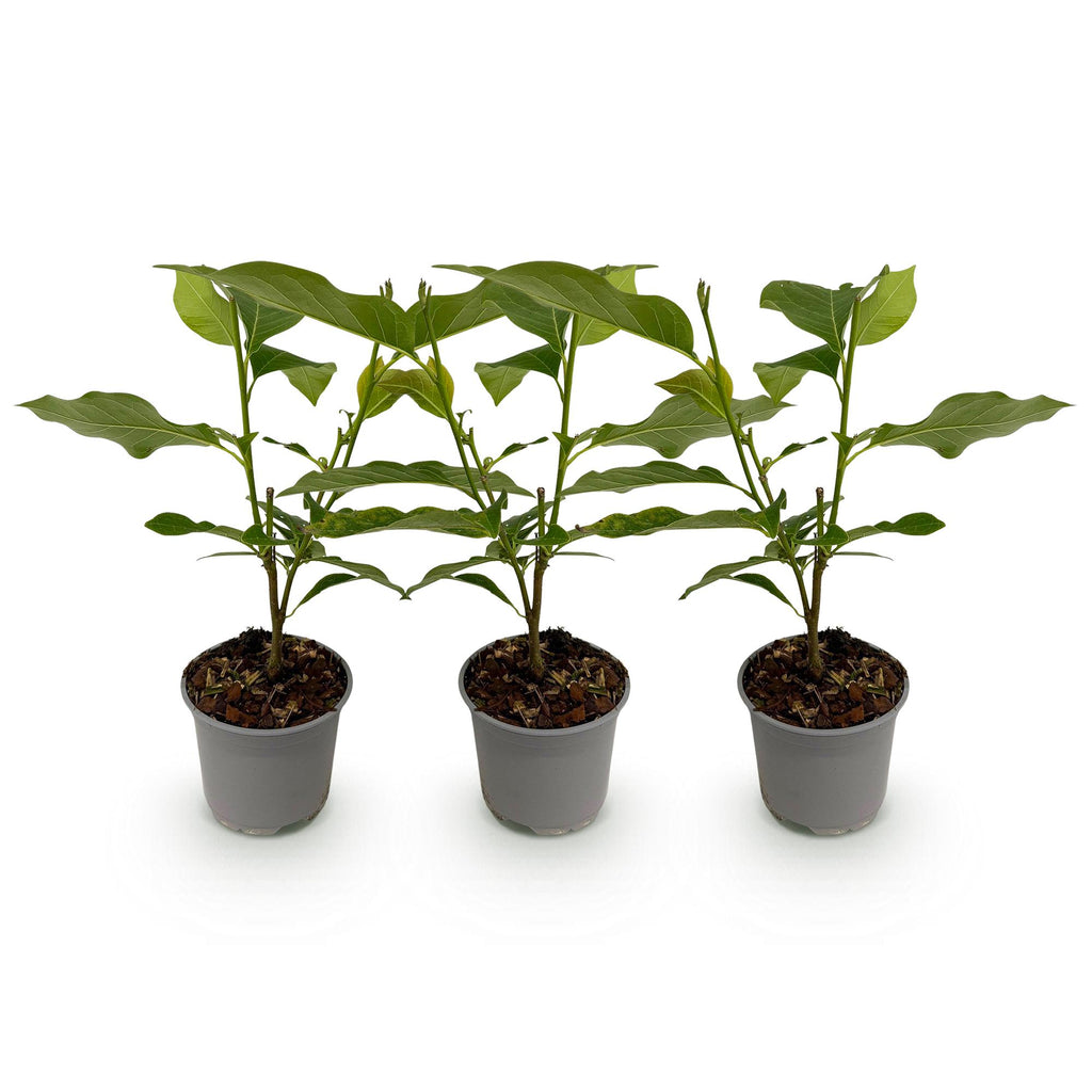 Magnolia Tricolour - Bloem Wit-Roze-Paars - 3 Planten - Bladverliezend - Weinig Onderhoud - Pot 12cm Hoogte 30cm