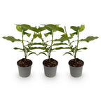 Magnolia Tricolour - Bloem Wit-Roze-Paars - 3 Planten - Bladverliezend - Weinig Onderhoud - Pot 12cm Hoogte 30cm