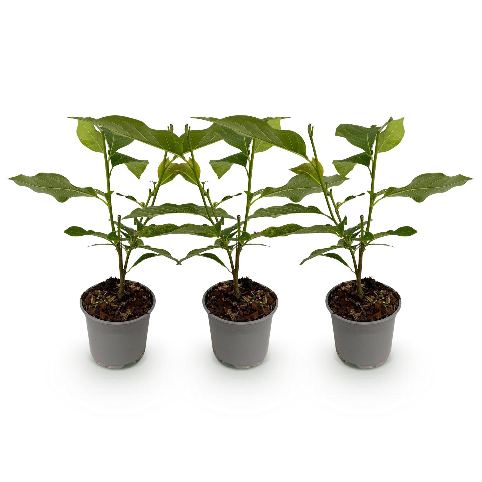 Magnolia Tricolour - Bloem Wit-Roze-Paars - 3 Planten - Bladverliezend - Weinig Onderhoud - Pot 12cm Hoogte 30cm