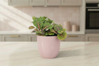 Fittonia Bubble Red - Red and green - Mosaic plant - potmaat 8