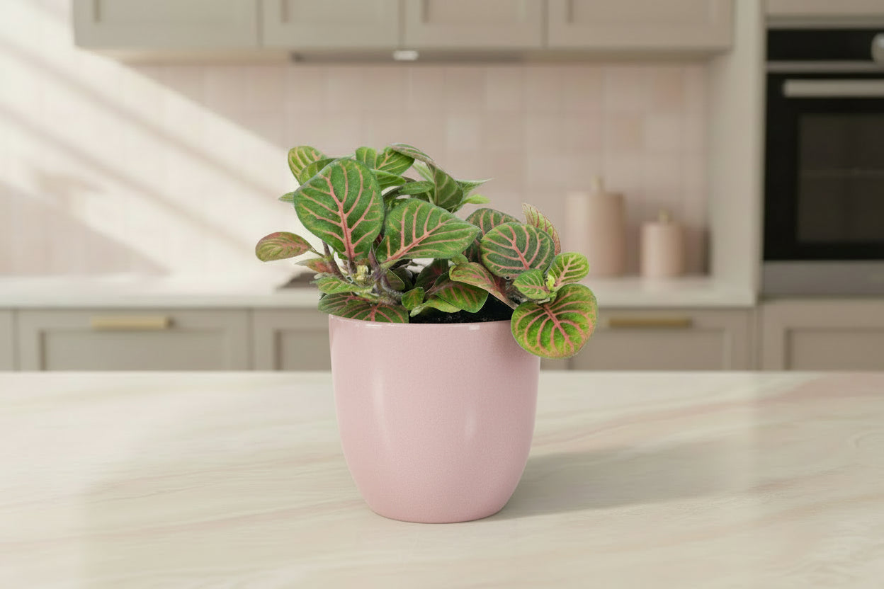 Fittonia Bubble Red - Red and green - Mosaic plant - potmaat 8
