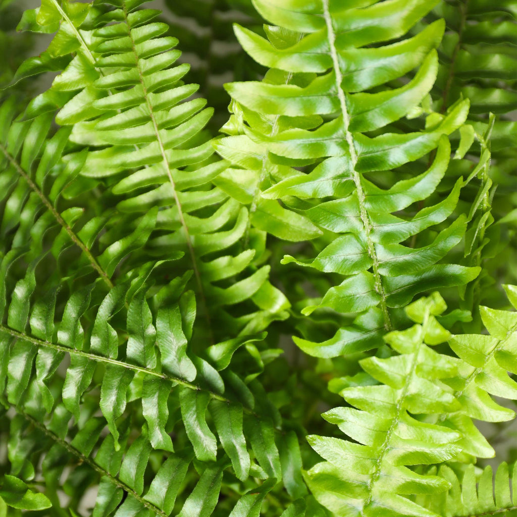 Kamerplant 2STUKS- Nephrolepsis exaltata Green Lady - Varen - Huisdiervriendelijk - Groen - 2 Planten - Pot 12cm - Hoogte 28-30cm