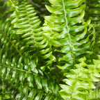 Kamerplant 2STUKS- Nephrolepsis exaltata Green Lady - Varen - Huisdiervriendelijk - Groen - 2 Planten - Pot 12cm - Hoogte 28-30cm