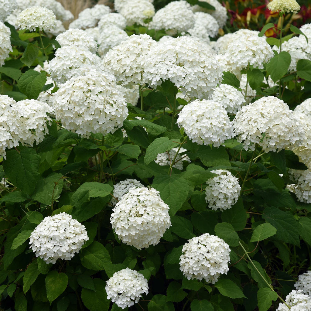 Hydrangea arborescens Annabelle - Pluimhortensia - Winterhard - Wit - 3 Planten - Pot 12cm - Hoogte Hoogte 20-30cm