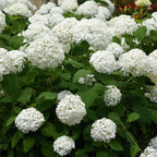 Hydrangea arborescens Annabelle - Pluimhortensia - Winterhard - Wit - 3 Planten - Pot 12cm - Hoogte Hoogte 20-30cm
