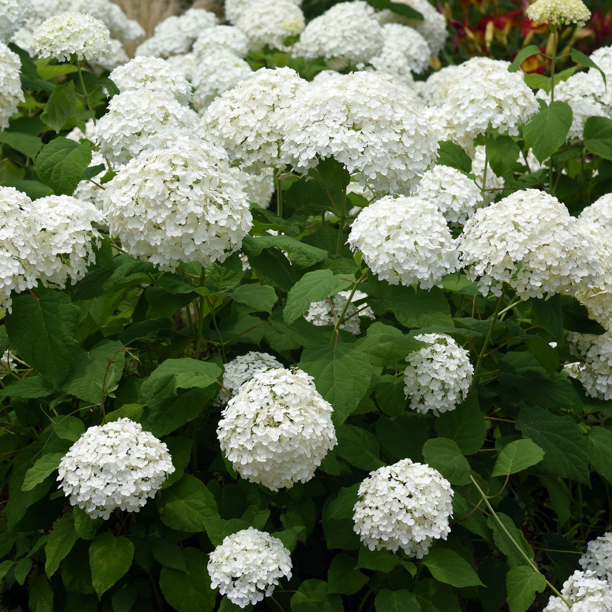 Hydrangea arborescens Annabelle - Pluimhortensia - Winterhard - Wit - 3 Planten - Pot 12cm - Hoogte Hoogte 20-30cm