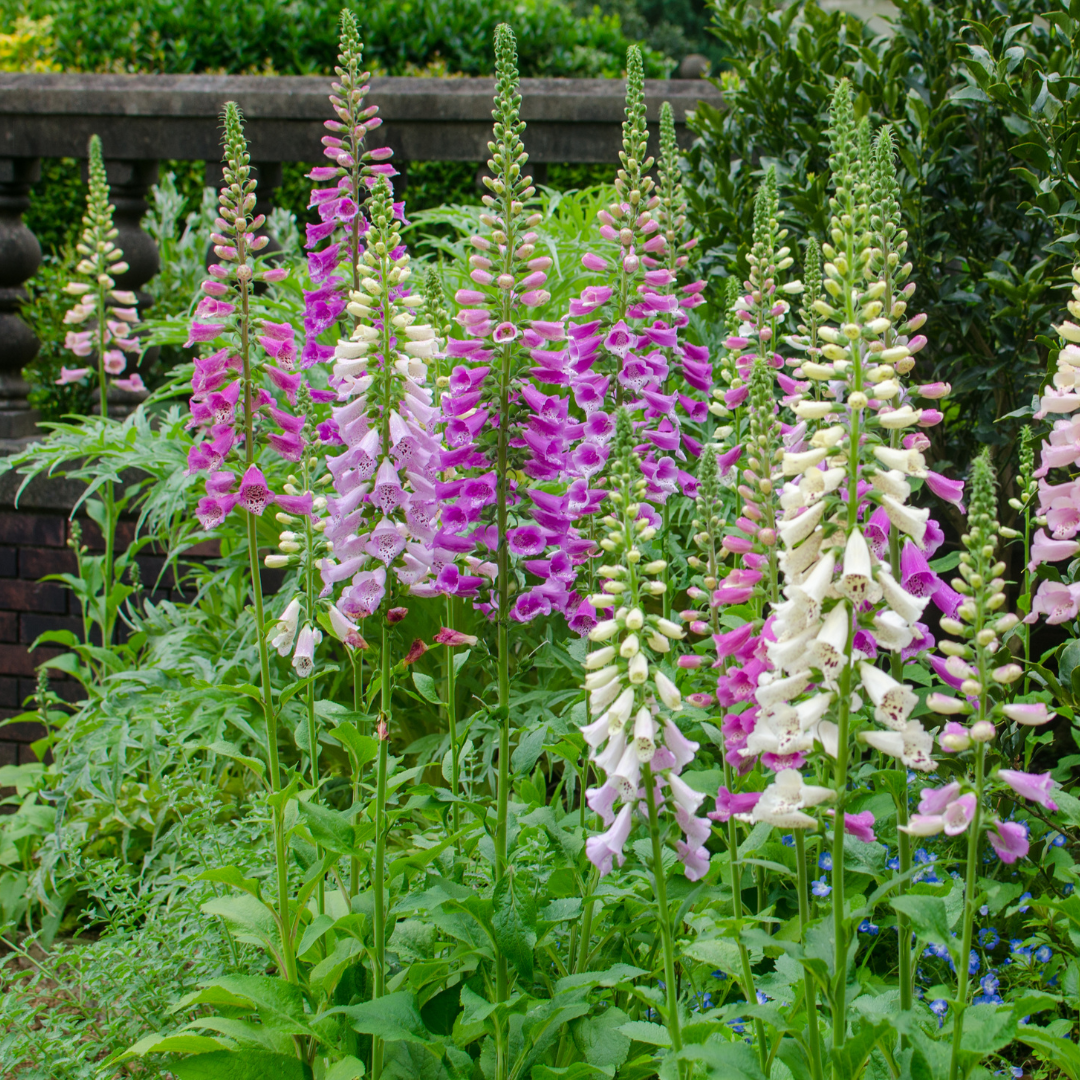6x Digitalis purpurea - ↕10-25cm - Ø9cm