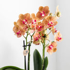 witte Phalaenopsis orchidee – Jamaica + Lush pot – potmaat Ø9cm | bloeiende kamerplant in bloempot - vers van de kweker