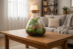 DIY terrarium - Sammie Coffea Red - Ø 22,5 cm ↑ 27 cm -Diverse opties