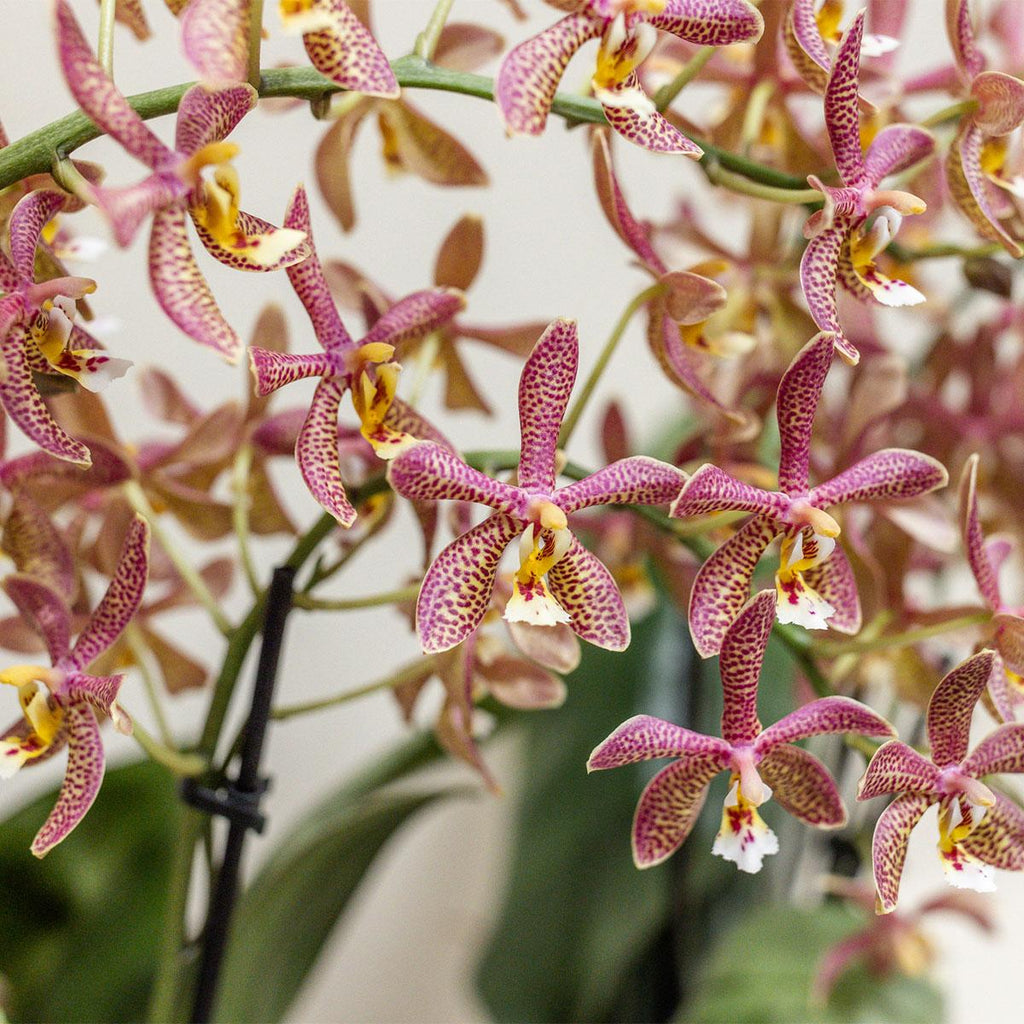 oranje Phalaenopsis orchidee - Spider- potmaat Ø9cm | bloeiende kamerplant - vers van de kweker