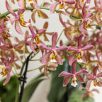 oranje Phalaenopsis orchidee - Spider- potmaat Ø9cm | bloeiende kamerplant - vers van de kweker