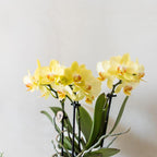 Plantenset Bloom Green | Gele Albenga orchidee 9cm + groene planten incl. sierpotten