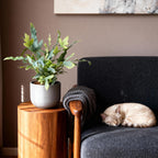 Kamerplant 2 STUKS- Phlebodium aureum Blue Star - Blauwe Varen - Huisdiervriendelijk - Blauw - 2 Planten - Pot 12cm - Hoogte 25-30cm