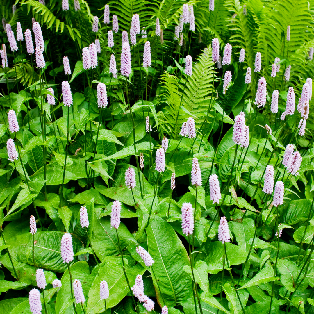 6x Persicaria a. 'Alba' - ↕10-25cm - Ø9cm