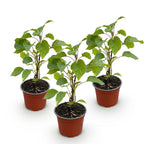 Hydrangea arborescens Annabelle - Pluimhortensia - Winterhard - Wit - 3 Planten - Pot 12cm - Hoogte Hoogte 20-30cm