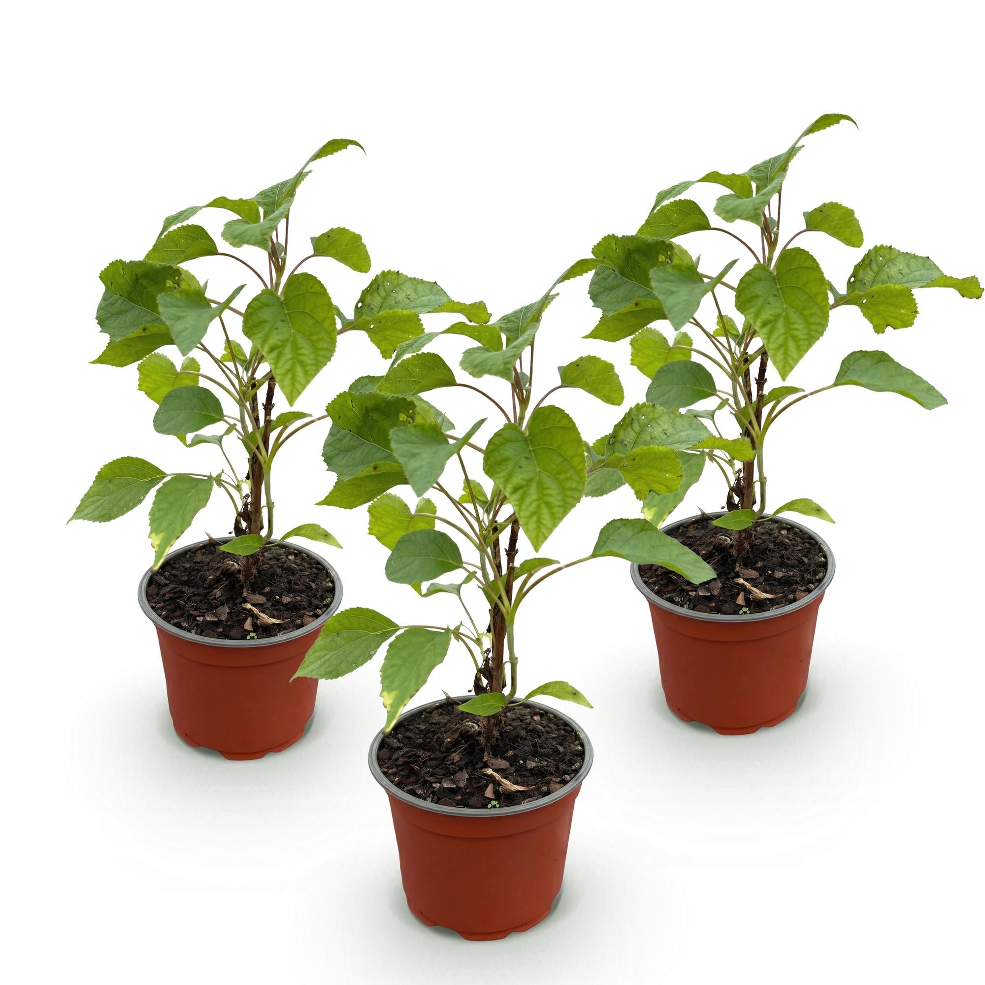 Hydrangea arborescens Annabelle - Pluimhortensia - Winterhard - Wit - 3 Planten - Pot 12cm - Hoogte Hoogte 20-30cm