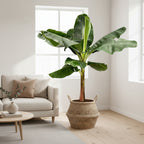 Bananenplant (Musa) - 200 cm - ø30