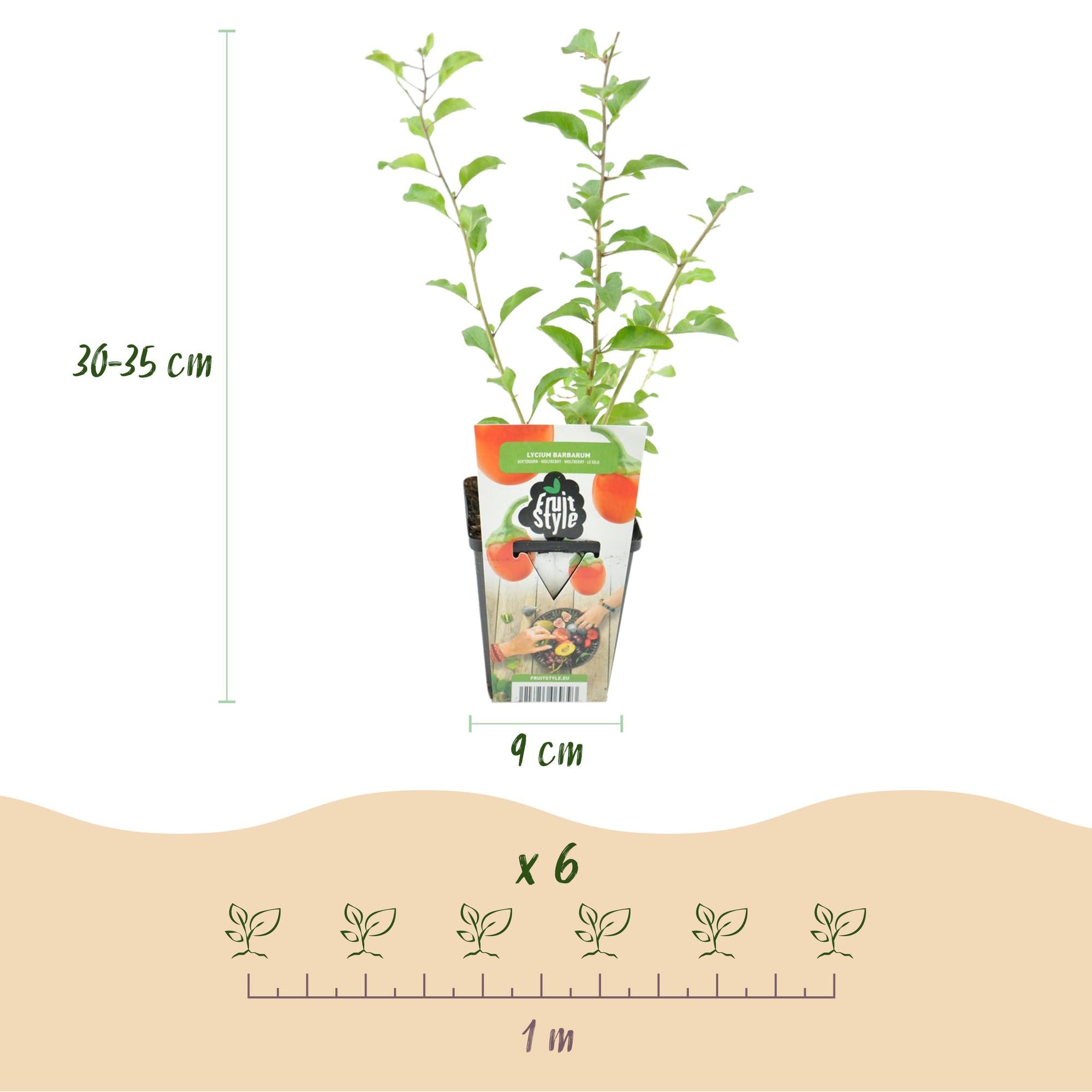 Fruitplanten -3x Goijbes - Lycium Barbarum - Winterhard - 3 Planten - Pot  9 cm - Oranje - Rode Vrucht