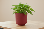 Pot elho Jazz Round tuscan red - D19 x H18