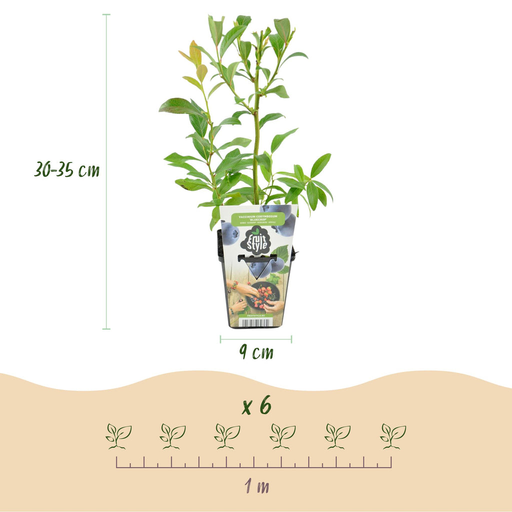 Fruitplanten - Blauwe Bes - Vaccinium corymbossum Bluecrop - Winterhard - 3 Planten - Pot 9 cm - Blauwe Bes