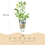 Fruitplanten - Blauwe Bes - Vaccinium corymbossum Bluecrop - Winterhard - 3 Planten - Pot 9 cm - Blauwe Bes