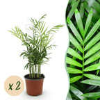 Kamerplant 2 Stuks - Chamaedorea elegans - Goudpalm - Huisdiervriendelijk - Groen - 2 Planten - Pot 12cm - Hoogte 35-40cm