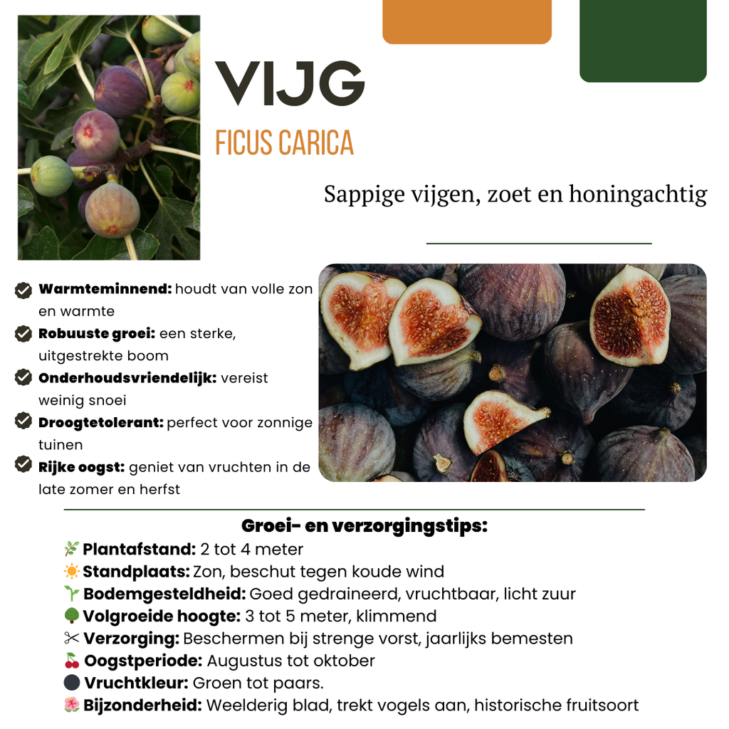 3 x Biologische Vijgenbomen - Ø 13 cm - ↨ 20 cm