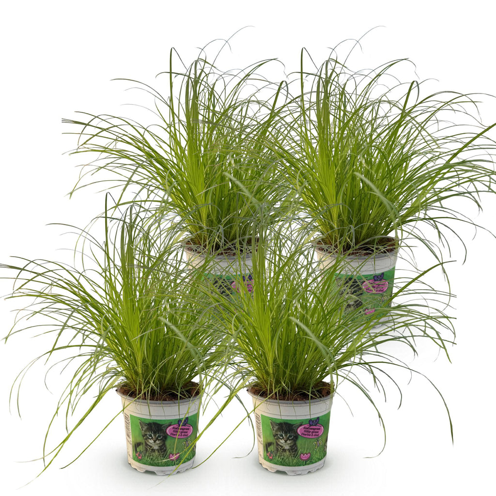 Kattengras 4 stuks  - Cyperus alternifolius Zumula - Kattengras - Huisdiervriendelijk - Groen - 4 Planten - Pot 12cm - Hoogte 28-30cm