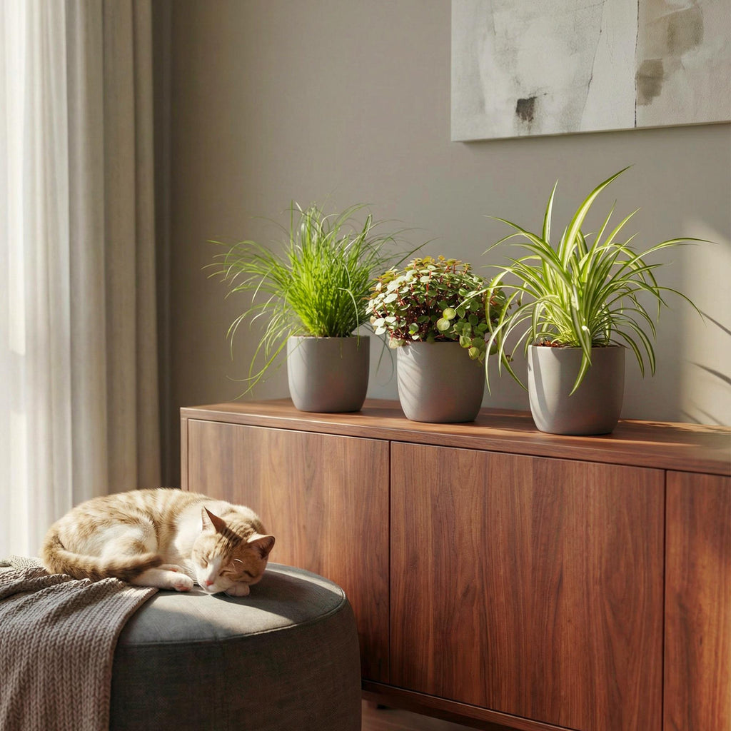 Kamerplant 3 STUKS - Cyperus - Calissia - Chlorophytum - Mix van 3 - Huisdiervriendelijke Planten - Groen - 3 Planten - Pot 12cm - Hoogte 20cm