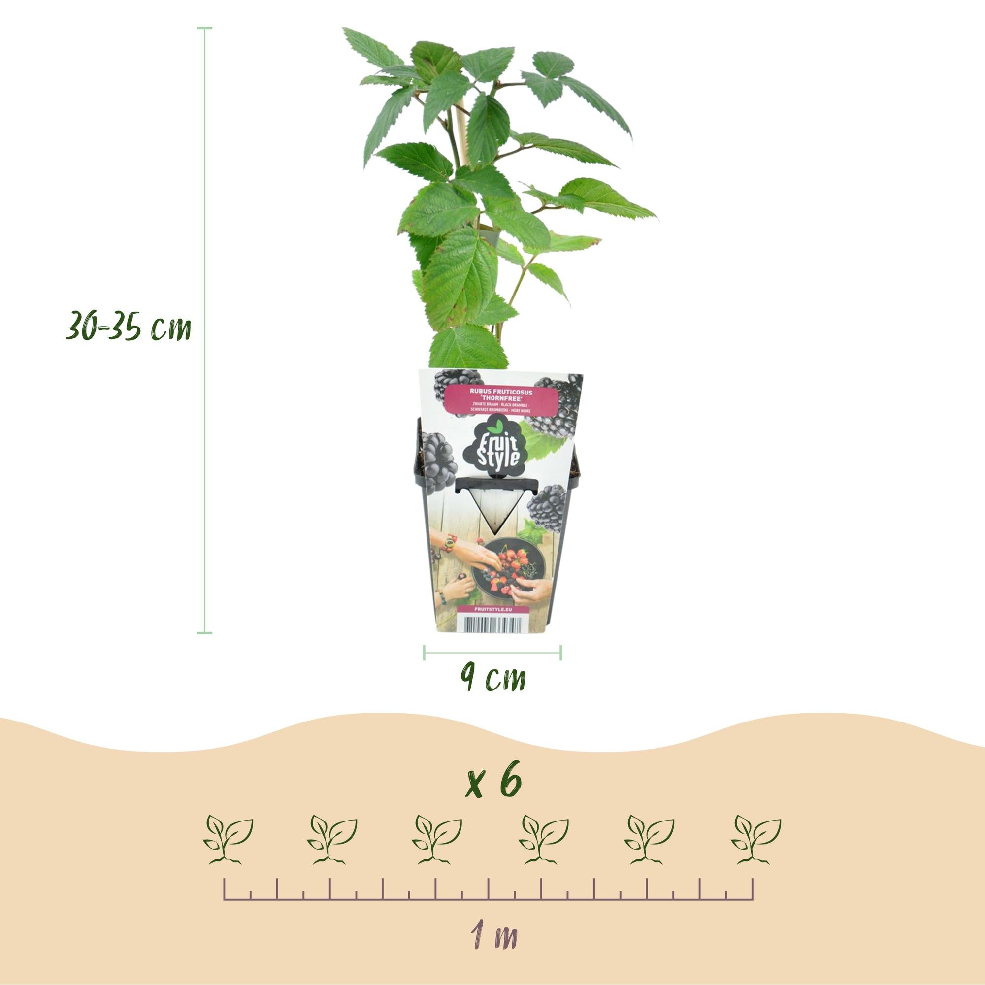 Fruitplanten -3x  Doornloze Braam - Rubus Thornfree - Winterhard - 3 Planten - Pot 9 cm - Zwarte Braam