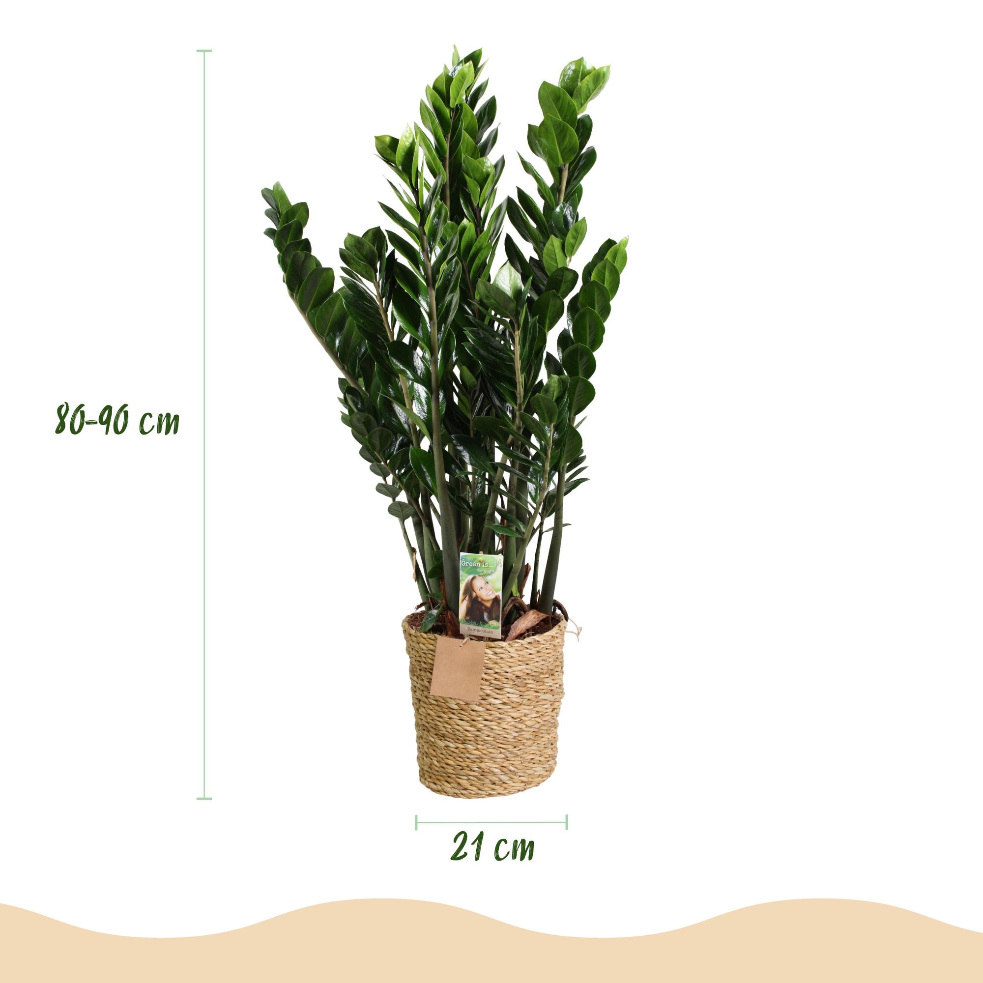 Zamioculcas - ZZ-plant - Weinig onderhoud - met mand - Groen - 1 Plant - Pot 21cm - Hoogte 80-90cm